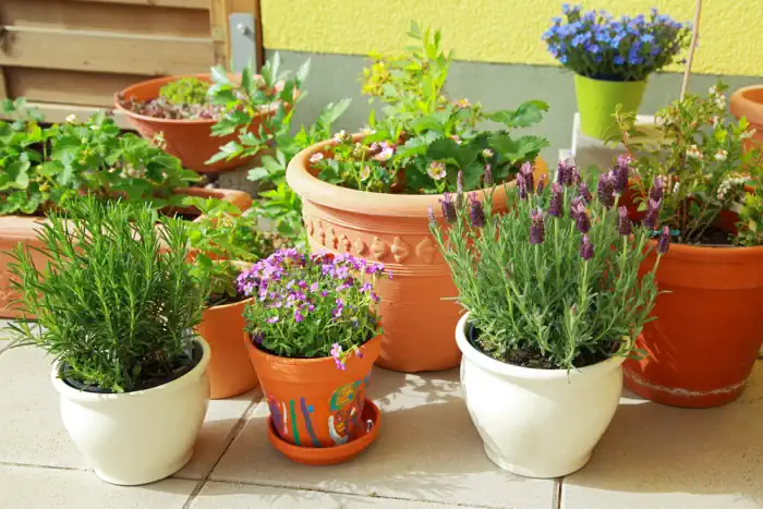 Containers and Pots for Balcony Gardening